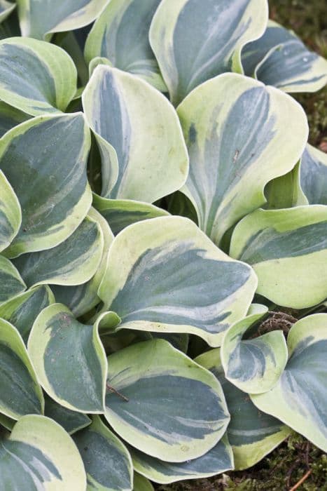 plantain lily 'Frosted Mouse Ears'