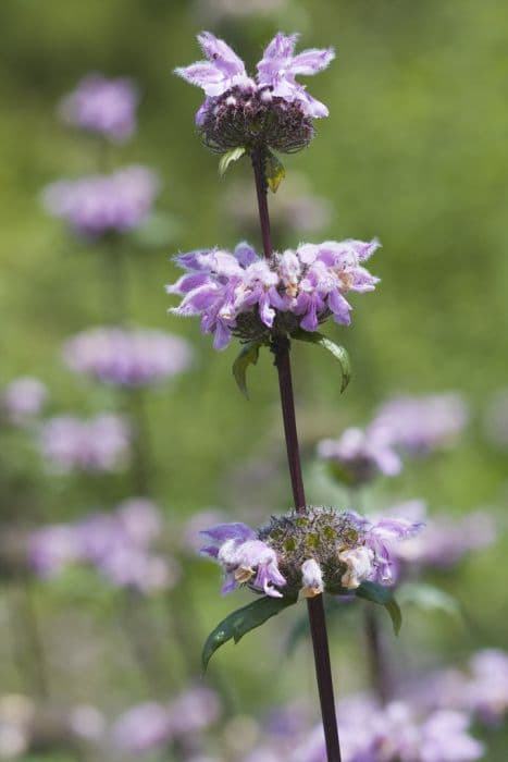 sage-leaf mullein 'Amazone'