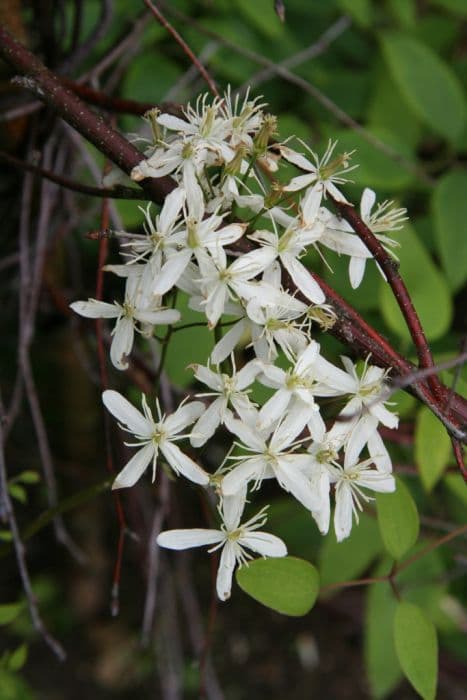 ground clematis