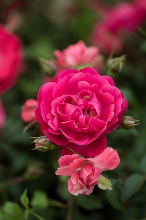 Rose [Flower Carpet Ruby]