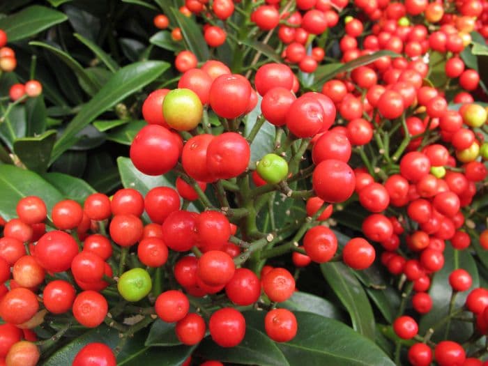 skimmia 'Pabella'