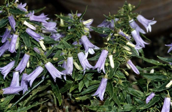 Tommasini bell flower