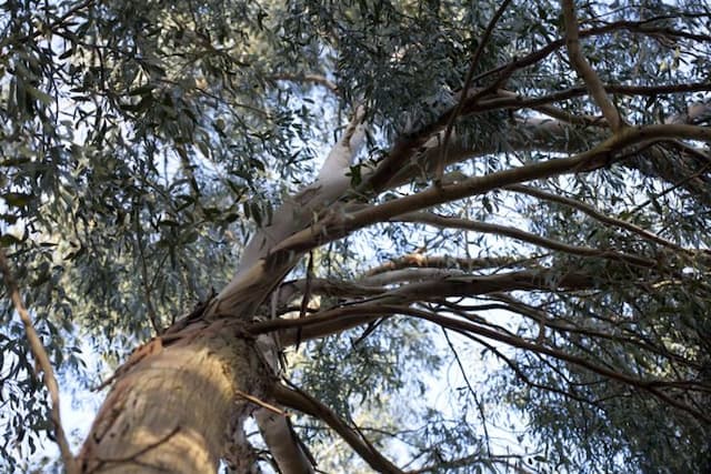 Alpine cider gum