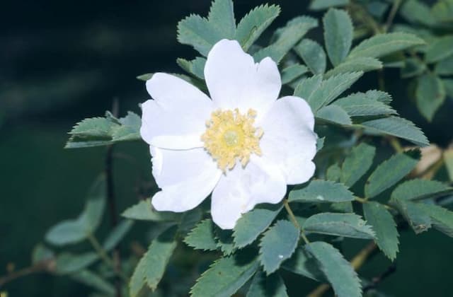 Fedtschenko rose (of gardens)