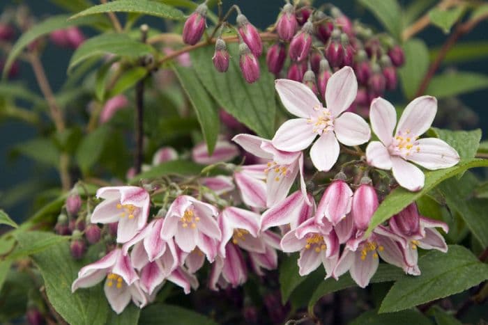 deutzia 'Iris Alford'