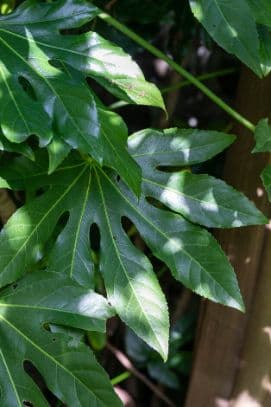 Japanese Aralia 'Moseri'