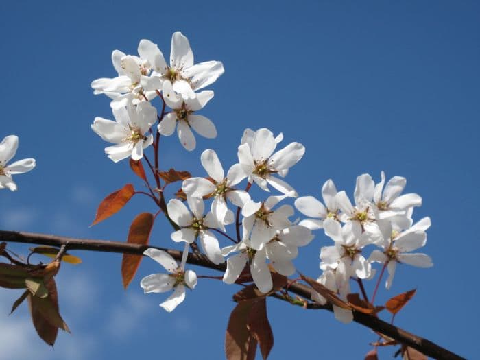 smooth serviceberry 'Snowflakes'