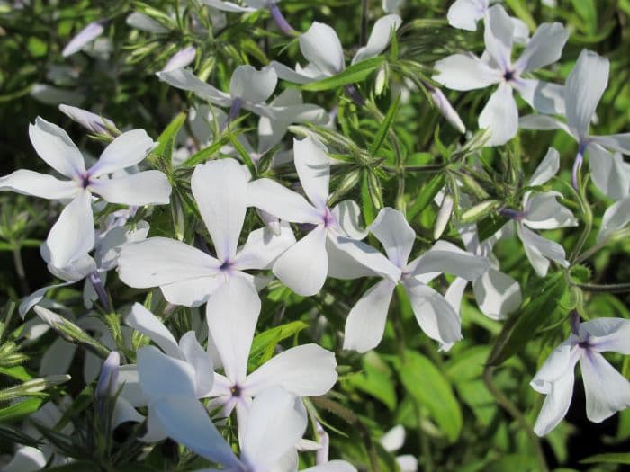 sweet william 'White Perfume'