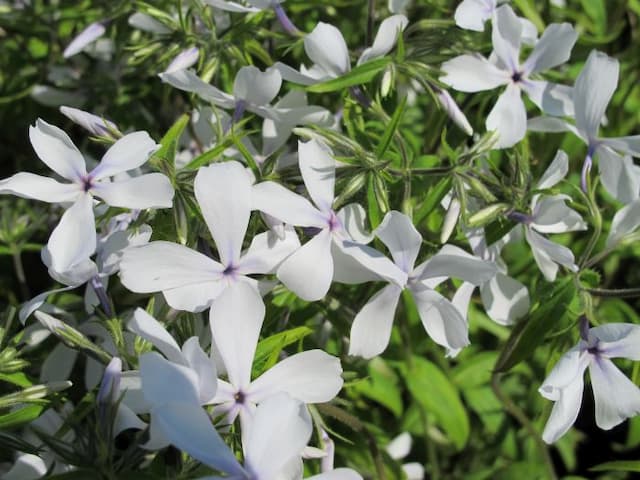 Sweet william 'White Perfume'