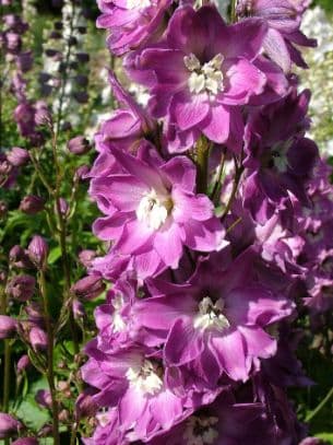 Delphinium Lilac Rose