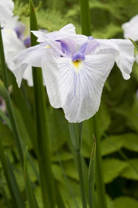 Japanese water iris 'Kozasa Gawa'