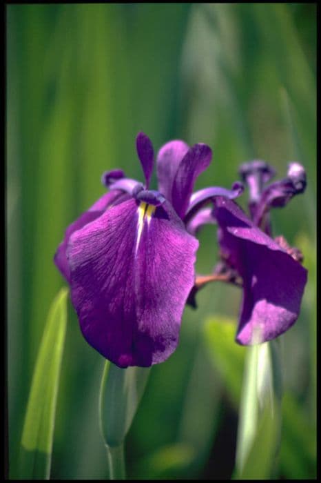 Japanese water iris 'Variegata'