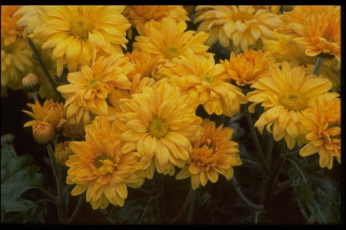 chrysanthemum 'Wessex Tang'