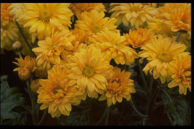 Chrysanthemum 'Wessex Tang'