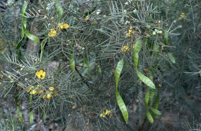 wormwood senna