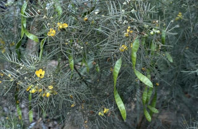 Wormwood senna