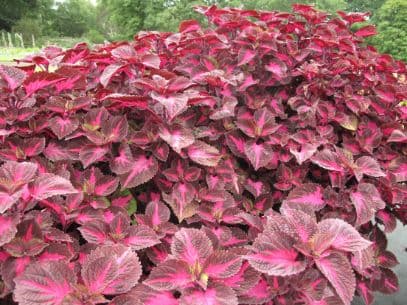 coleus 'China Rose'