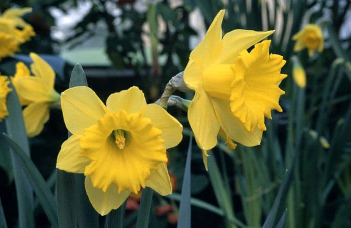 daffodil 'Dutch Master'