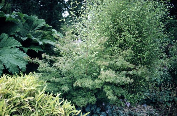 Japanese maple 'Seiryu'