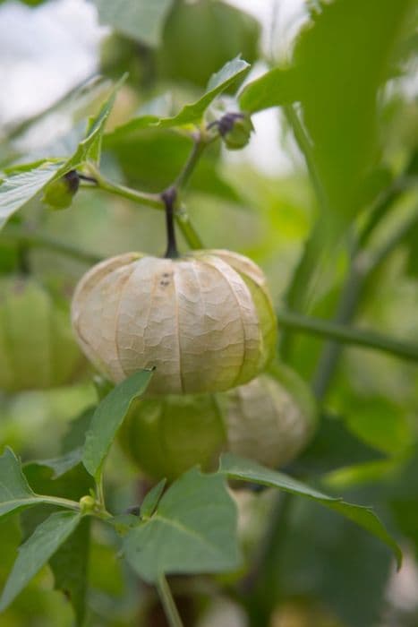 tomatillo