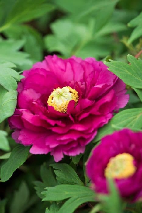 peony 'Rimpo'