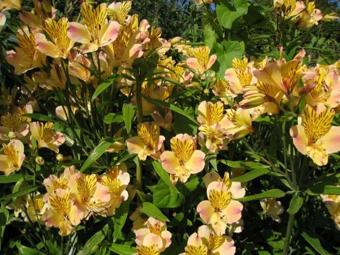 Peruvian lily 'Friendship'