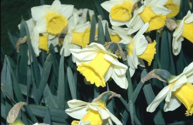 Daffodil 'Drumlin'
