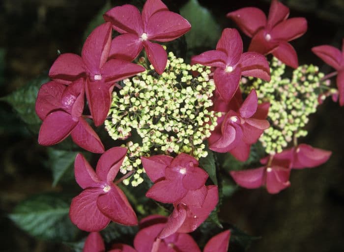 hydrangea 'Rotschwanz'