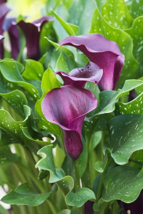 Arum lily 'Captain Reno'