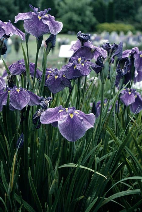 Japanese water iris 'Ol' Man River'