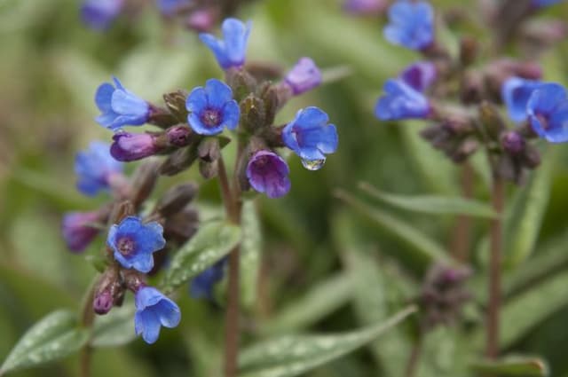 Lungwort 'Little Star'