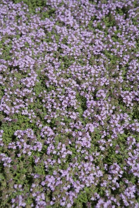 wild thyme