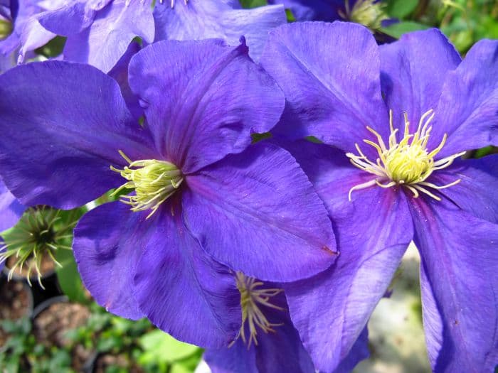 clematis 'General Sikorski'