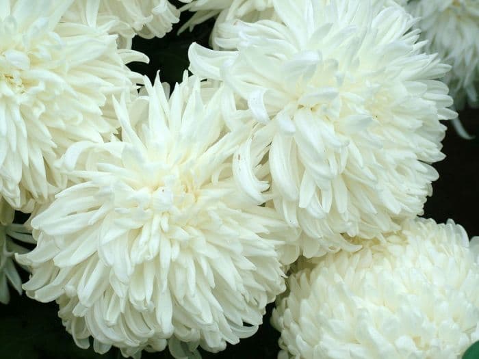 chrysanthemum 'Boulou White'