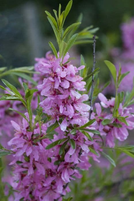 dwarf Russian almond 'Fire Hill'