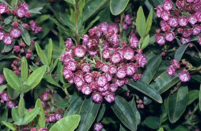 red sheep laurel