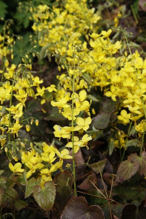 barrenwort 'Fröhnleiten'