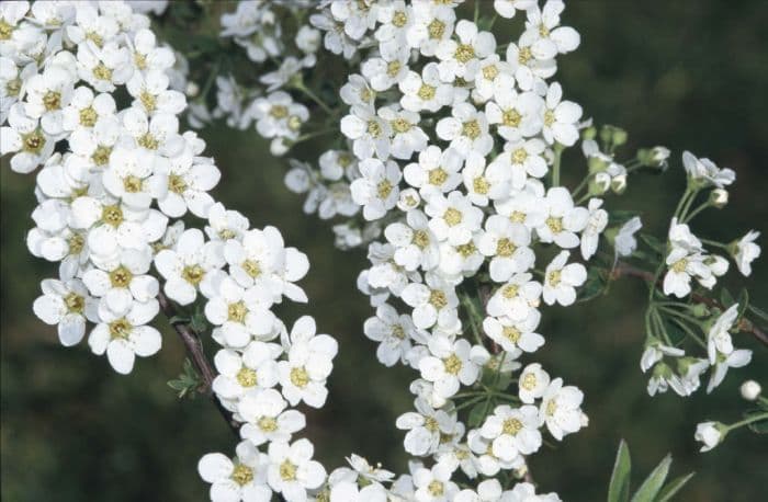 spirea 'Grefsheim'