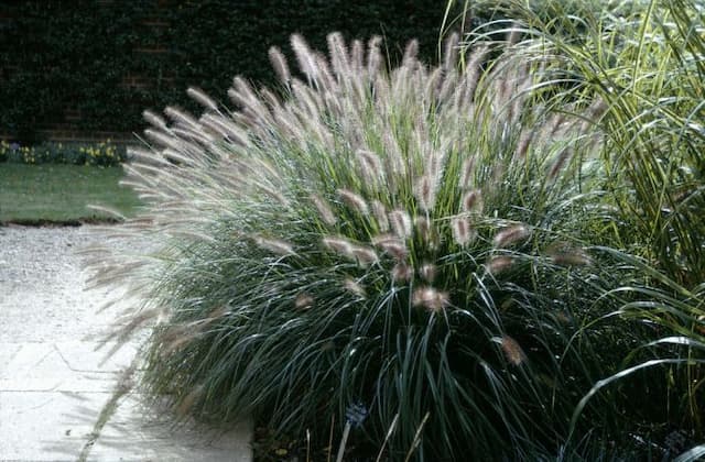 Chinese fountain grass 'Woodside'