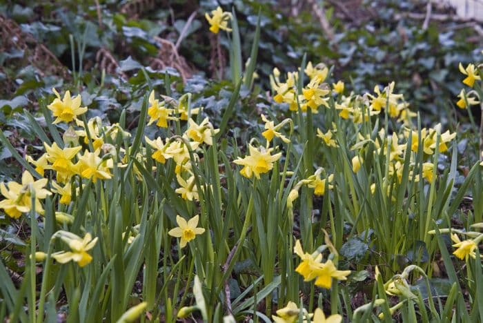 daffodil 'Cornish Chuckles'