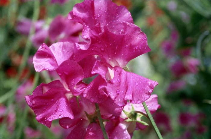 sweet pea 'Starlight'