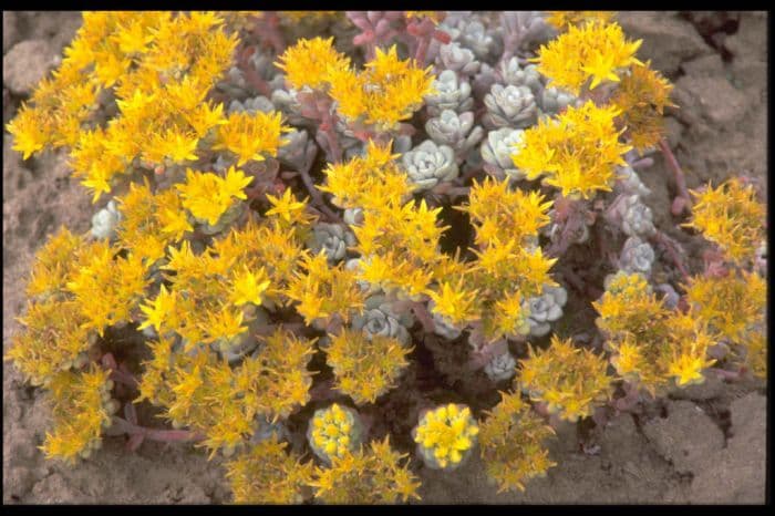 spoon-leaved stonecrop 'Cape Blanco'