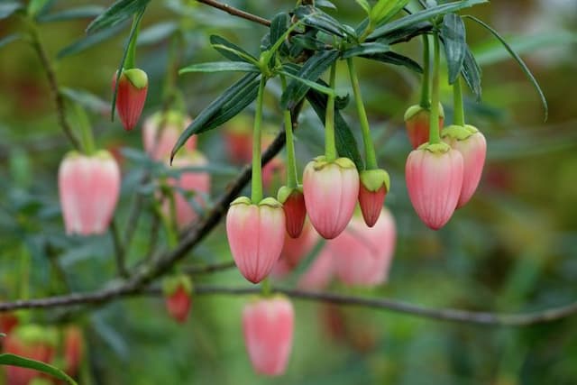 Chile lantern tree 'Ada Hoffmann'