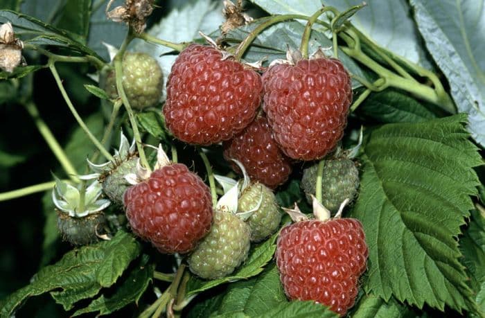 raspberry 'Leo'