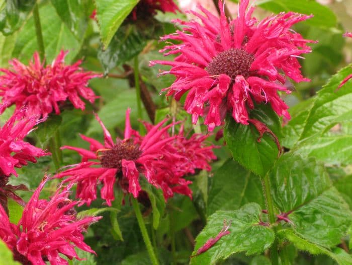 bergamot 'Fireball'