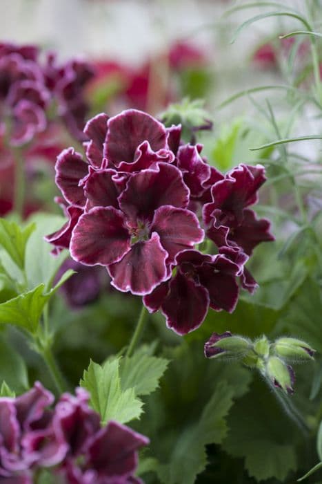 pelargonium 'South American Bronze'