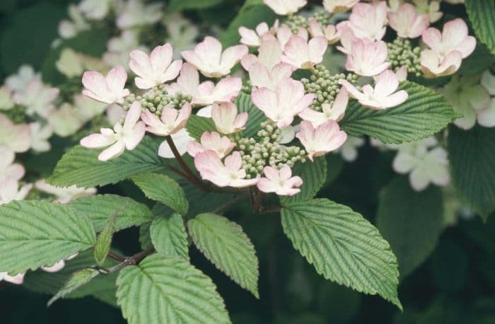 Japanese snowball 'Pink Beauty'