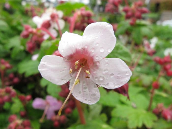 big-root cranesbill 'Spessart'