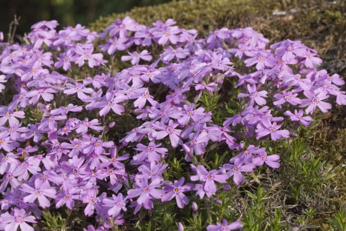 moss phlox 'Marjorie'