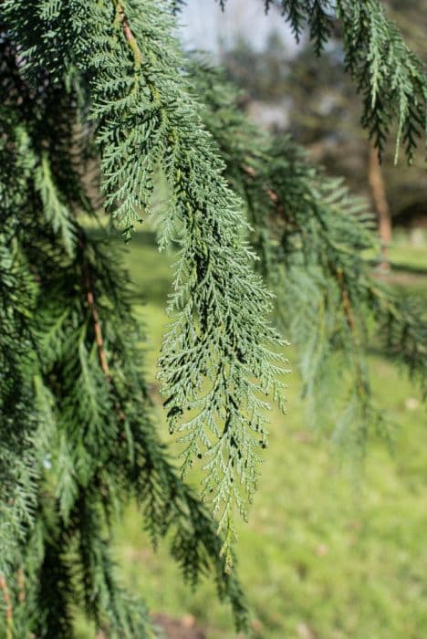 Lawson's cypress 'Dik's Weeping'